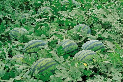 五一吃瓜网最新官方入口,揭秘五一假期热门瓜料,尽在掌握!